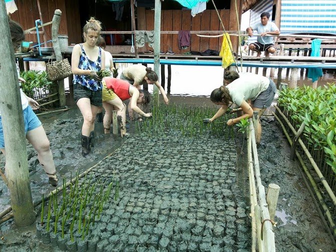 laying mangroves