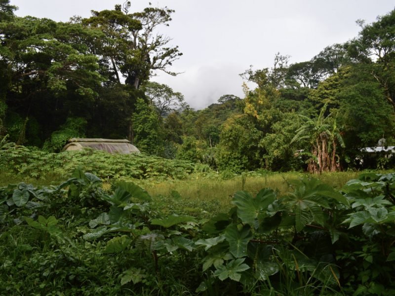 coffee farm Costa Rica