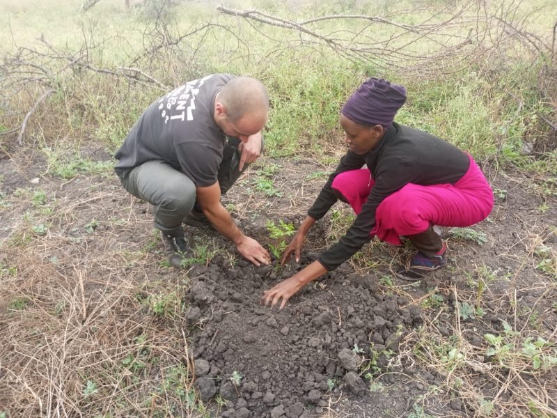 planting