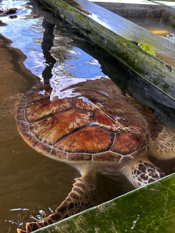 turtle swimming
